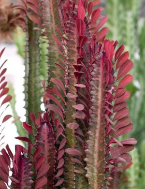 Euphorbia Trigona Rubra Wilczomlecz Trójżebrowy