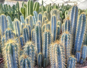 Pilosocereus Azureus Niebieski Kaktus Podłużny