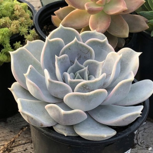 Echeveria Lilacina Piękna Rozeta Eszeweria Błękit