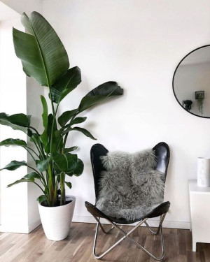 Piękna Strelitzia Nicolai Strelicja Biała Duża