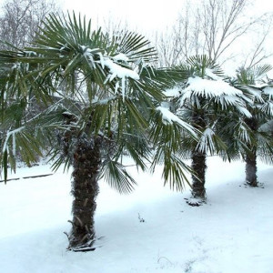 Palma Mrozoodporna Trachycarpus Fortunei do Ogrod