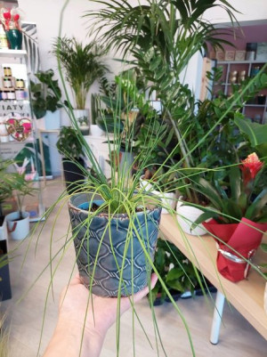 Allium Schoenoprasum Czosnek Szczypiorek Jadalny