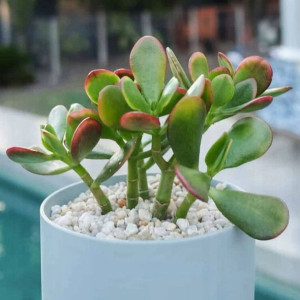 Crassula Ovata Sunset Las w Słoiku Grubosz