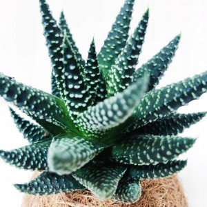 Haworthia Fasciata Concolor Oszroniona Haworsja