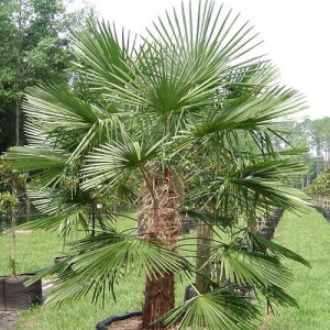 Palma Mrozoodporna Trachycarpus Fortunei do Ogrod