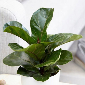 Fikus Dębolistny Lyrata Bambino Ficus Figowiec