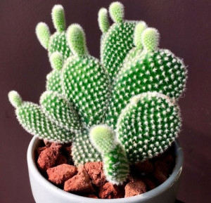 Opuncja Opuntia Microdasys Albata Bunny Drobnokolc