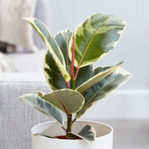 Fikus Ficus Tineke Figowiec sprężysty elastica
