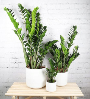 Duży Zamiokulkas Zamiolistny Zamioculcas Zamifolia