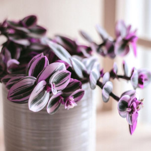 Trzykrotka Tradescantia Nanouk Fioletowa