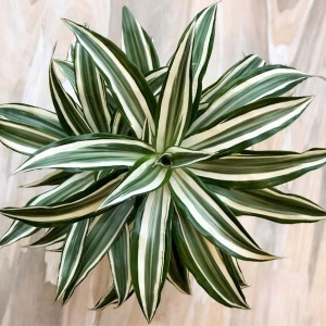 Ładna Dracaena Fragrans White Jewel Dracena Wonna