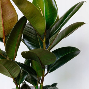 Duży ładny Fikus Elastika Robusta Ficus Elastica