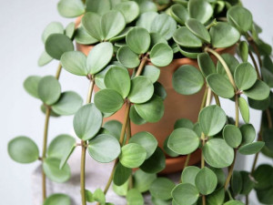 Peperomia Tetraphylla Hope Elegancka Roślina