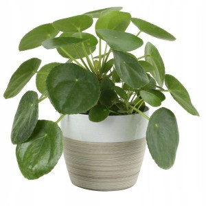 Roślina Pieniążek Pilea Peperomioides