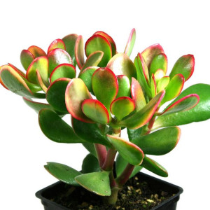 Crassula ovata 'Sunset' Grubosz Drzewko Szczęścia
