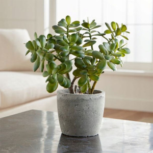 Crassula Ovata Drzewko Szczęścia Grubosz Zielony