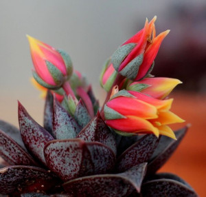 Echeveria Purpusorum - Eszeweria Purpurowa Rozeta