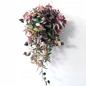 Trzykrotka Tradescantia Fluminensis 'Quadricolor'