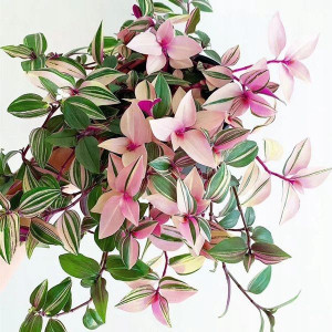 Trzykrotka Tradescantia 'Quadricolor' Duża Gęsta
