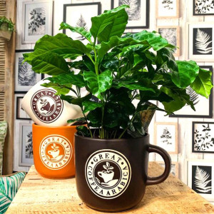 Coffea Arabica Kawa Arabska Sadzonka Ozdoba Kuchni