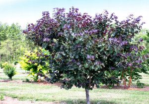 Judaszowiec kanadyjski Merlot 110-130cm C5