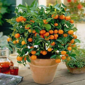 Kalamondyna calamondin z owocami PA 35-55cm 4L