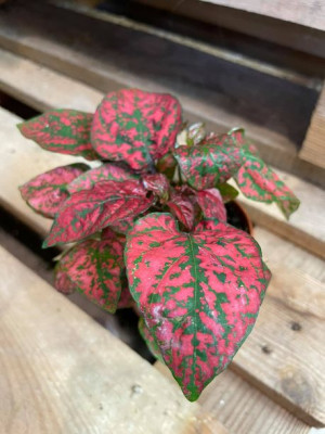 niedośpian czerwony kłosolistny Hypoestes phyllostachya Red