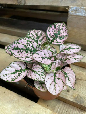 Niedośpian kłosolistny różowy Hypoestes phyllostachya 'Pink'