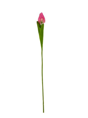 Tulipan pojedynczy Satyna F083 (53 cm) #1 Róż