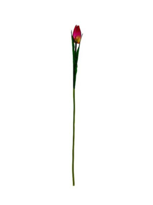 Tulipan pojedynczy G008SAT (50 cm) Fuksja #10