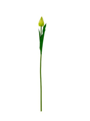 Tulipan pojedynczy BL053 (50 cm) Zielono/Żółty #3