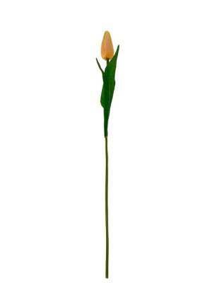 Tulipan pojedynczy F067 do wazonu 9 kolorów (55 cm) #5 Kremowy