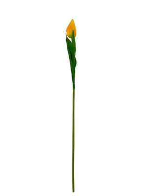 Tulipan pojedynczy F067 do wazonu 9 kolorów (55 cm) #8 Żółty