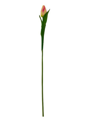 Tulipan pojedynczy F067 do wazonu 9 kolorów (55 cm) #4 Kremowy/róż