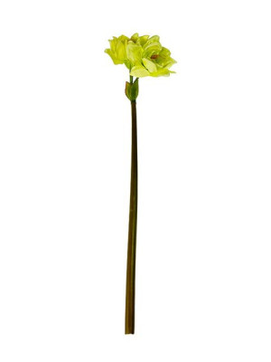 Amarylis kwiat pojedynczy T27 (75 cm) #7 Jasna zieleń