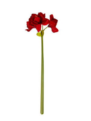 Amarylis kwiat pojedynczy T27 (75 cm) Czerwony