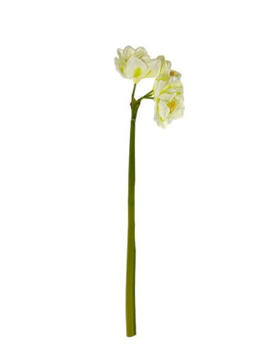 Amarylis kwiat pojedynczy T27 (75 cm) #1 Biały/Zielony