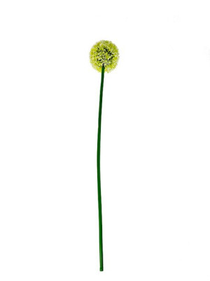 Czosnek dekoracyjny pojedynczy H262A (56 cm) Kremowy