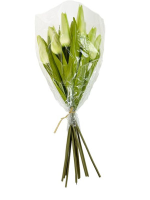 Tulipan Bukiet 12 szt. M702 (42 cm) #5 Jasna zieleń