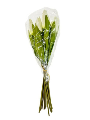 Tulipan Bukiet 12 szt. M702 (42 cm) Biały