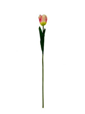 Tulipan pojedynczy G027 Nowe kolory ! (58 cm) #4 Kremowy/róż