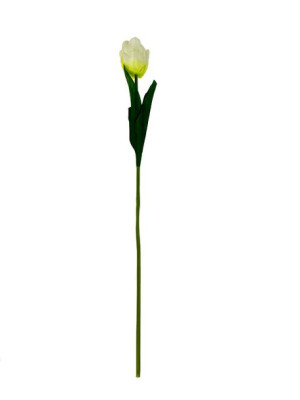 Tulipan pojedynczy G027 Nowe kolory ! (58 cm) Ecru #7