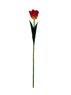 Tulipan pojedynczy G027 Nowe kolory ! (58 cm) Fuksja #10