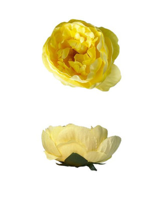 Peonia piwonia główka kwiatowa K134B #3 Żółty
