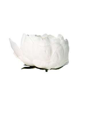 Peonia piwonia główka kwiatowa K134B Biały