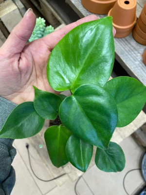 monstera deliciosa monstera dziurawa