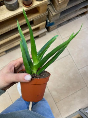 Aloe aloes delaetii