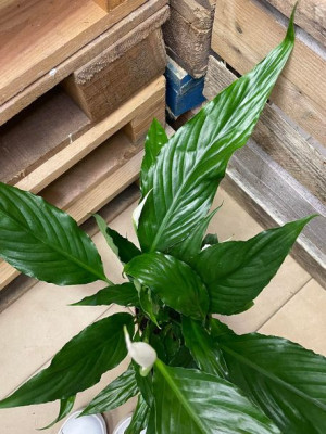 skrzydłokwiat spathiphyllum Sweet Chico