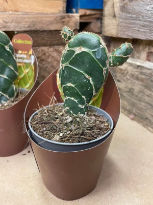 Opuntia zebrina reticulata Cobra cactus opuncja kobra opuncja