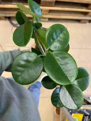 Hoja australijska | hoya australis  zielona